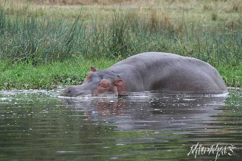Mud Maps Africa Murchison Falls NP 2640